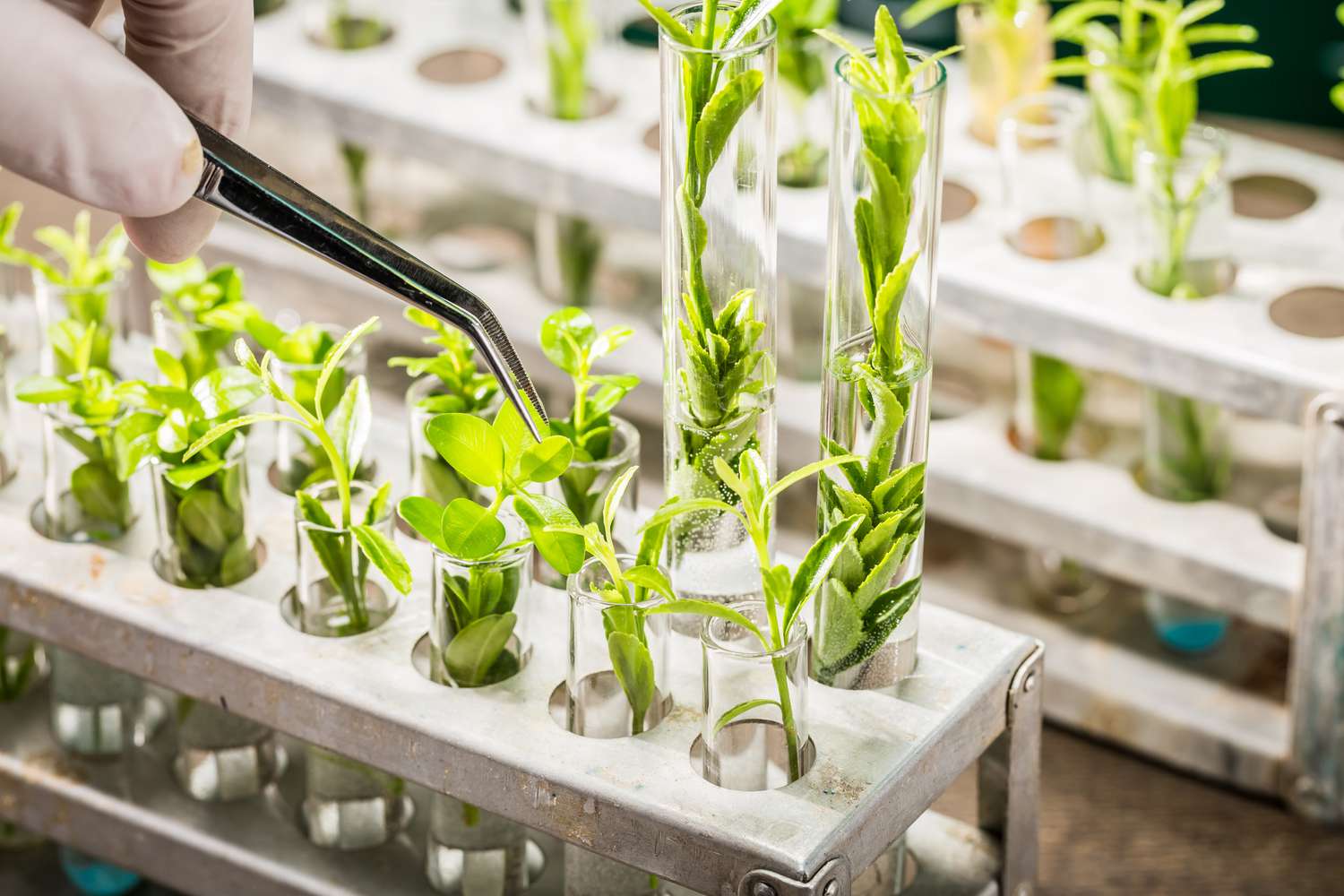 Agri, Nutrition & Biotech(ANB)