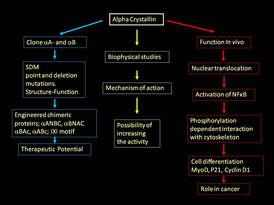 Molecular chaperones